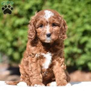 June, Cavapoo Puppy